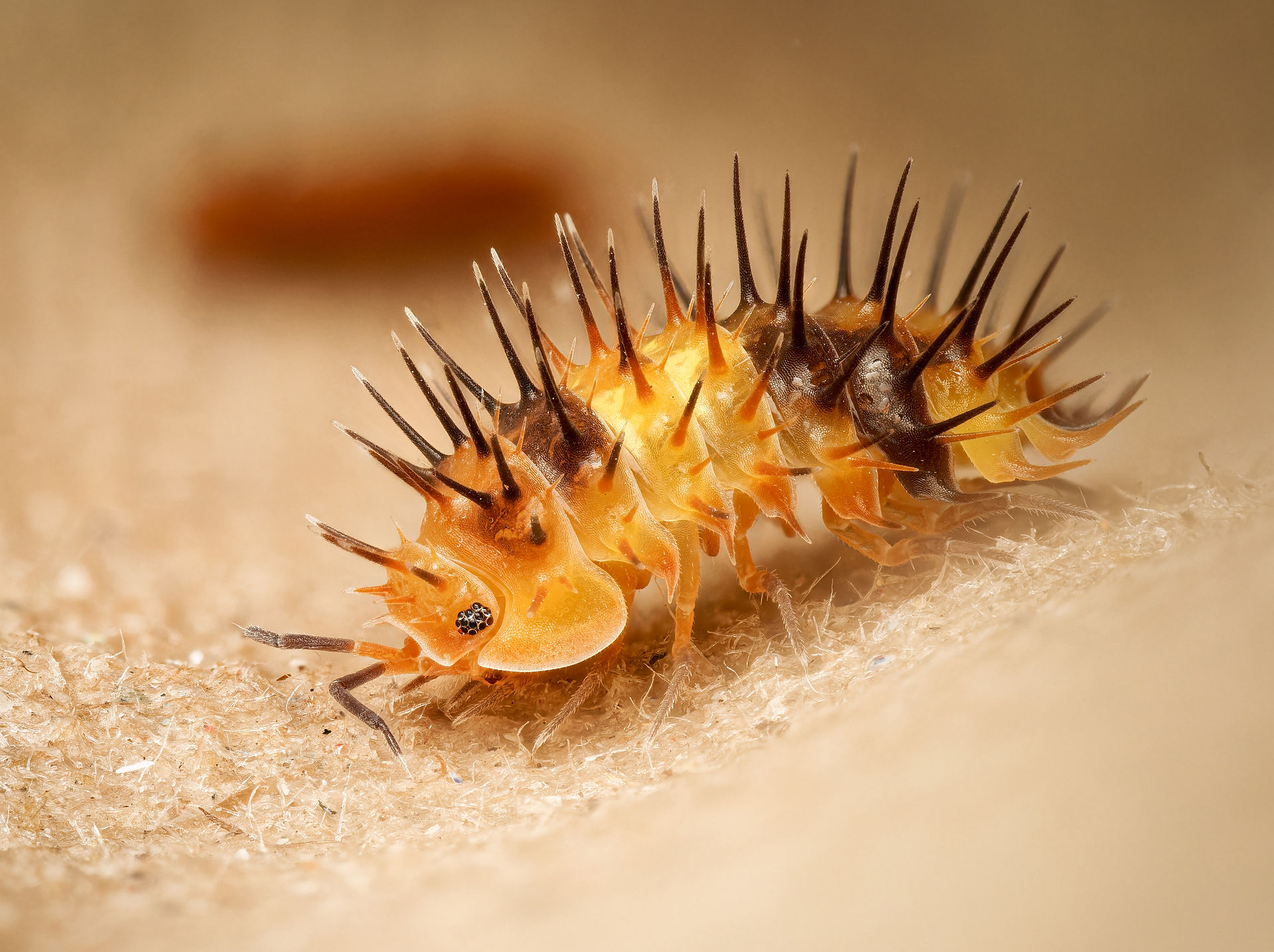 Macro d’une chenille Laureola sp “Durian”, présentée par l’élevage Arthroposmos lors de la Bourse aux insectes du 26 octobre 2025 à la salle des fêtes de la Tremblaye à Bois-d’Arcy. L’image montre un individu aux couleurs orangées vives, entièrement recouvert de longues épines noires évoquant la texture d’un durian. Les détails des segments, des pattes et des structures épineuses sont mis en valeur par la lumière douce et la faible profondeur de champ, créant un rendu scientifique et esthétique. Cette photographie fait partie du reportage macro du studio Colombe Photographie, photographe événementiel basé à Gentilly et intervenant dans toute la région parisienne, spécialisé dans la couverture de salons naturalistes, expositions, animations entomologiques et événements associatifs.
