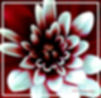 High-contrast dahlia with icy white tips and deep red shadows — a bloom demanding attention, wild and expressive.