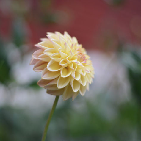 Säg hej till min alldeles egna Dahlia!