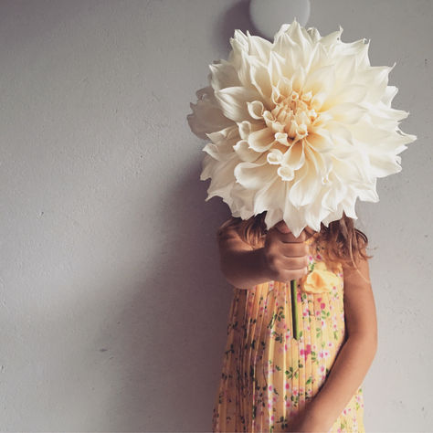 D A H L I A K V Ä L L  1 3  A P R I L