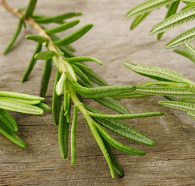 Rosemary Sprig