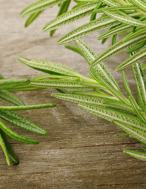 Rosemary Sprig