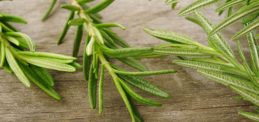 Rosemary Sprig