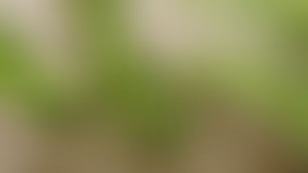 Winter Wellness Part 7: Rosemary