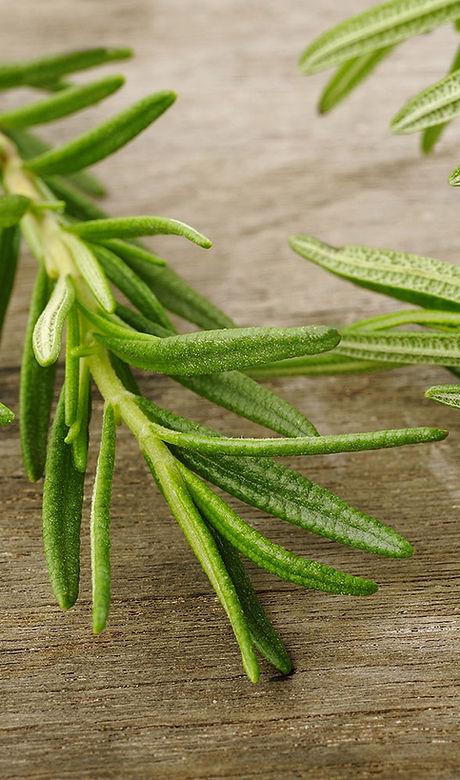 Rosemary Sprig