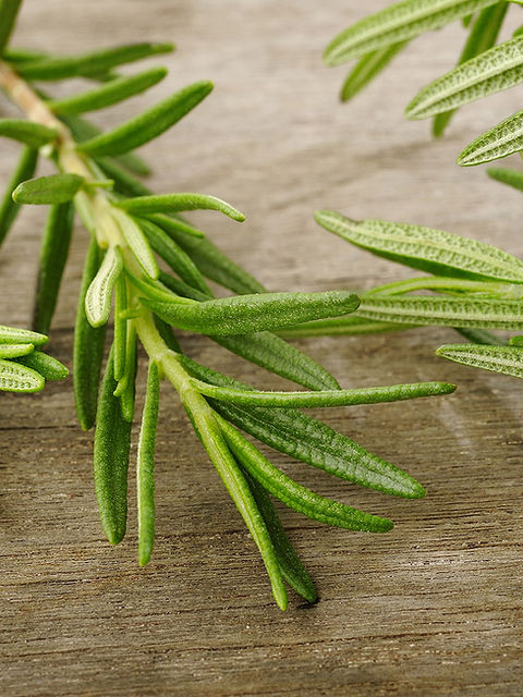 Rosemary Sprig