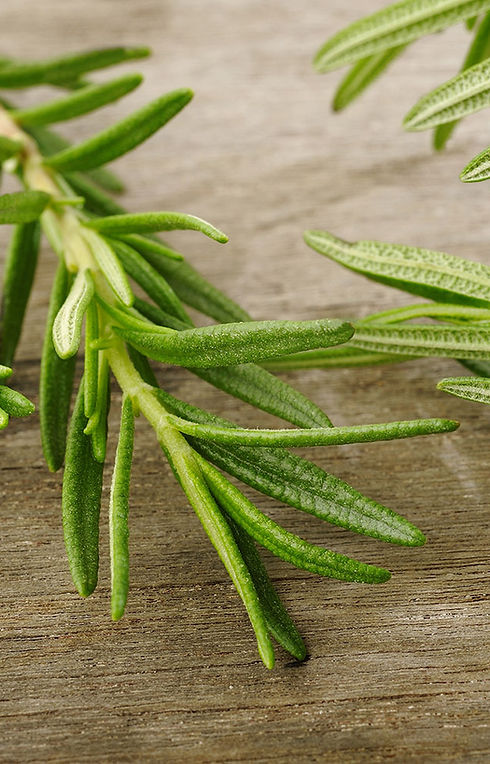 Rosemary Sprig
