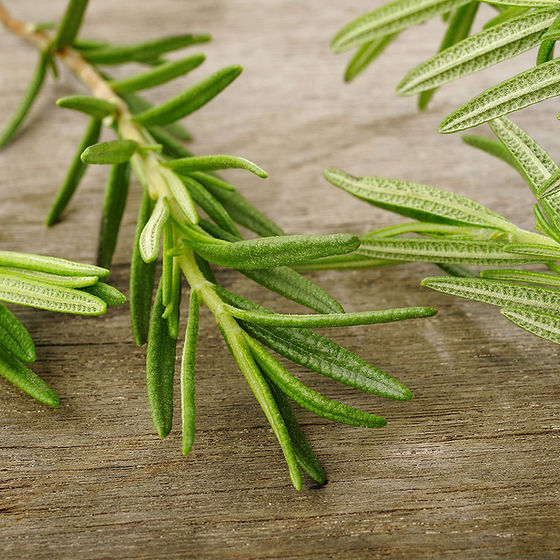 Rosemary Sprig