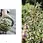 Miniaturbild: Coffee Table Book - Living with Herbs