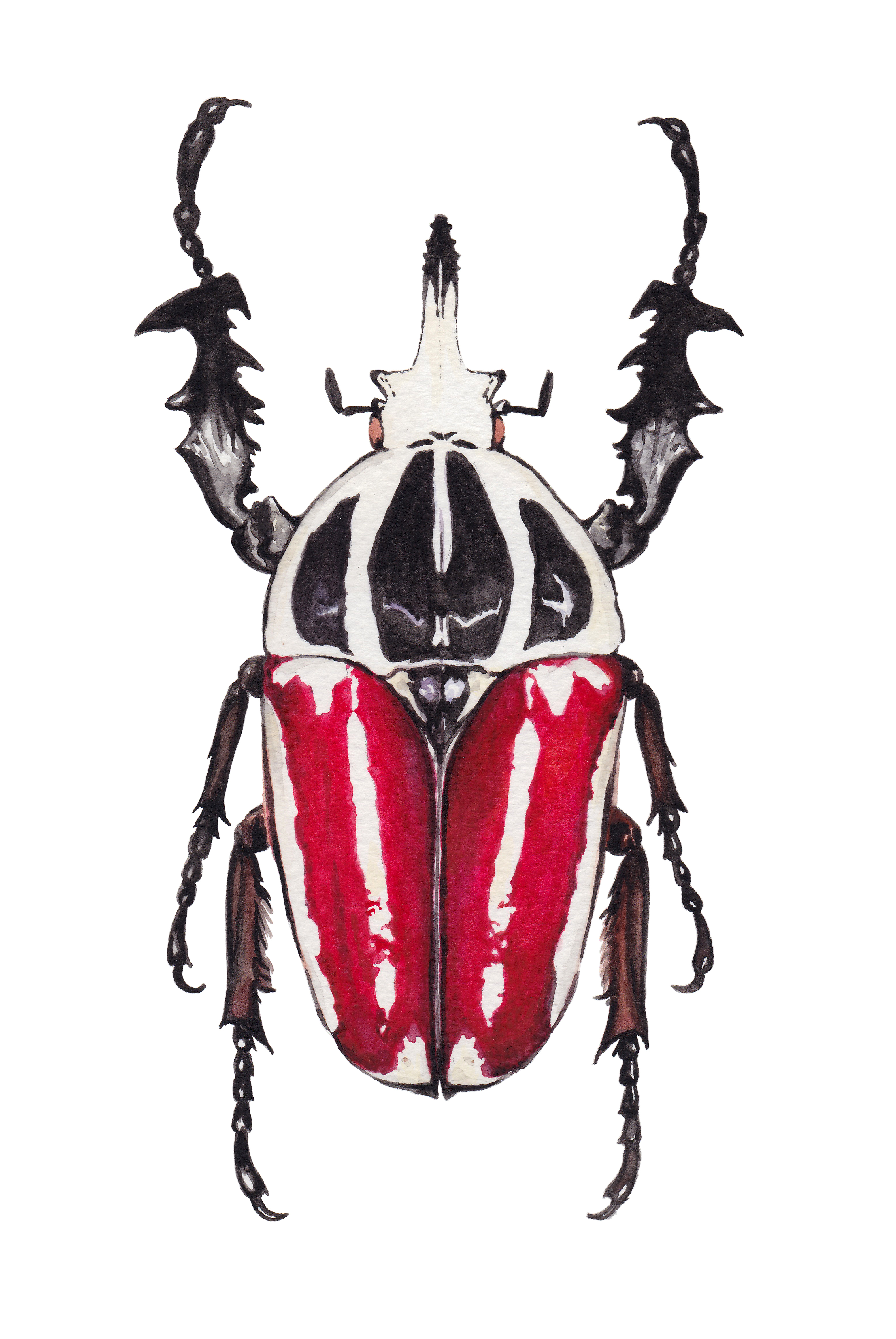 mecynorrhina ugandensis