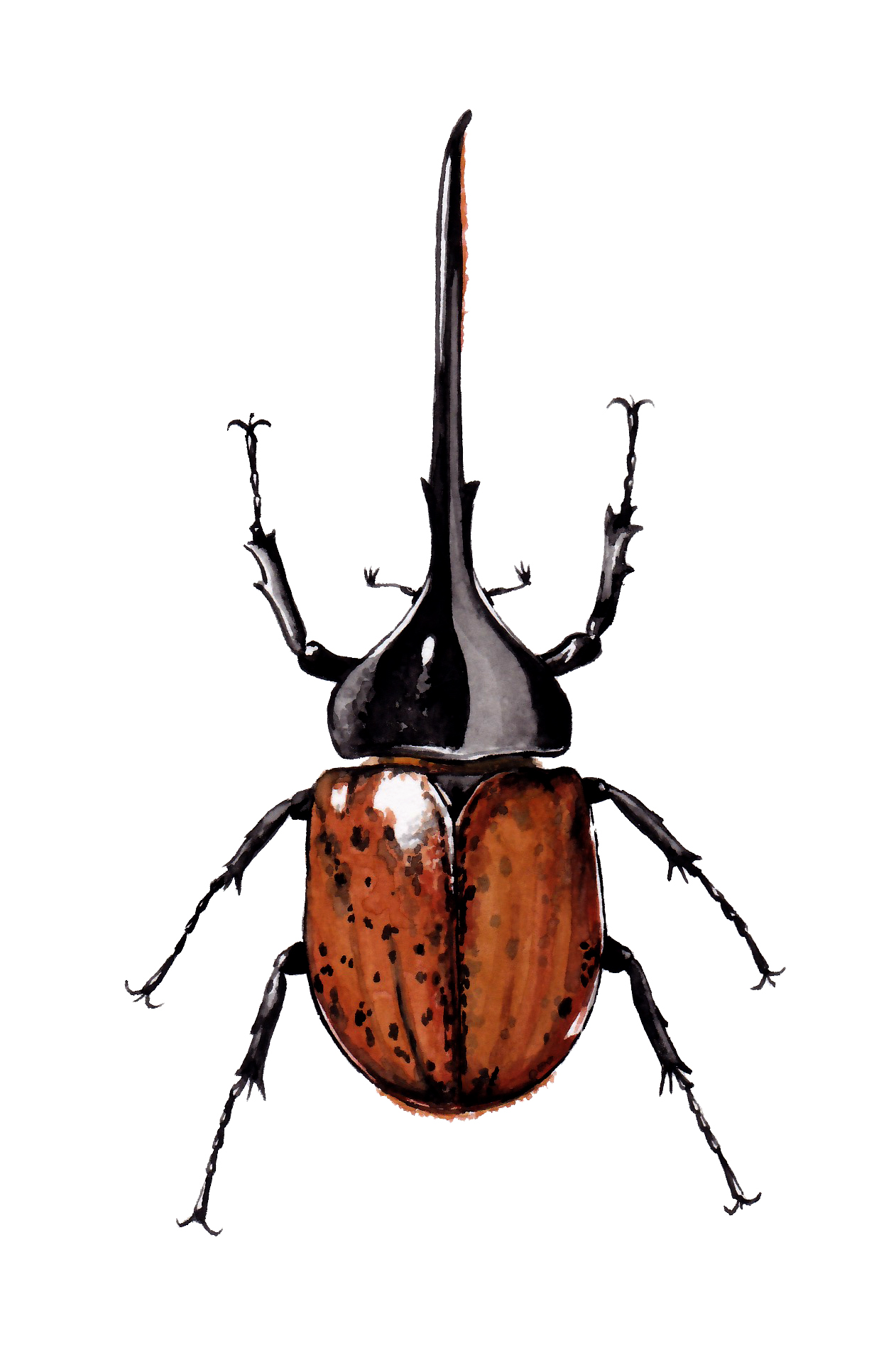 Dynastes hercules