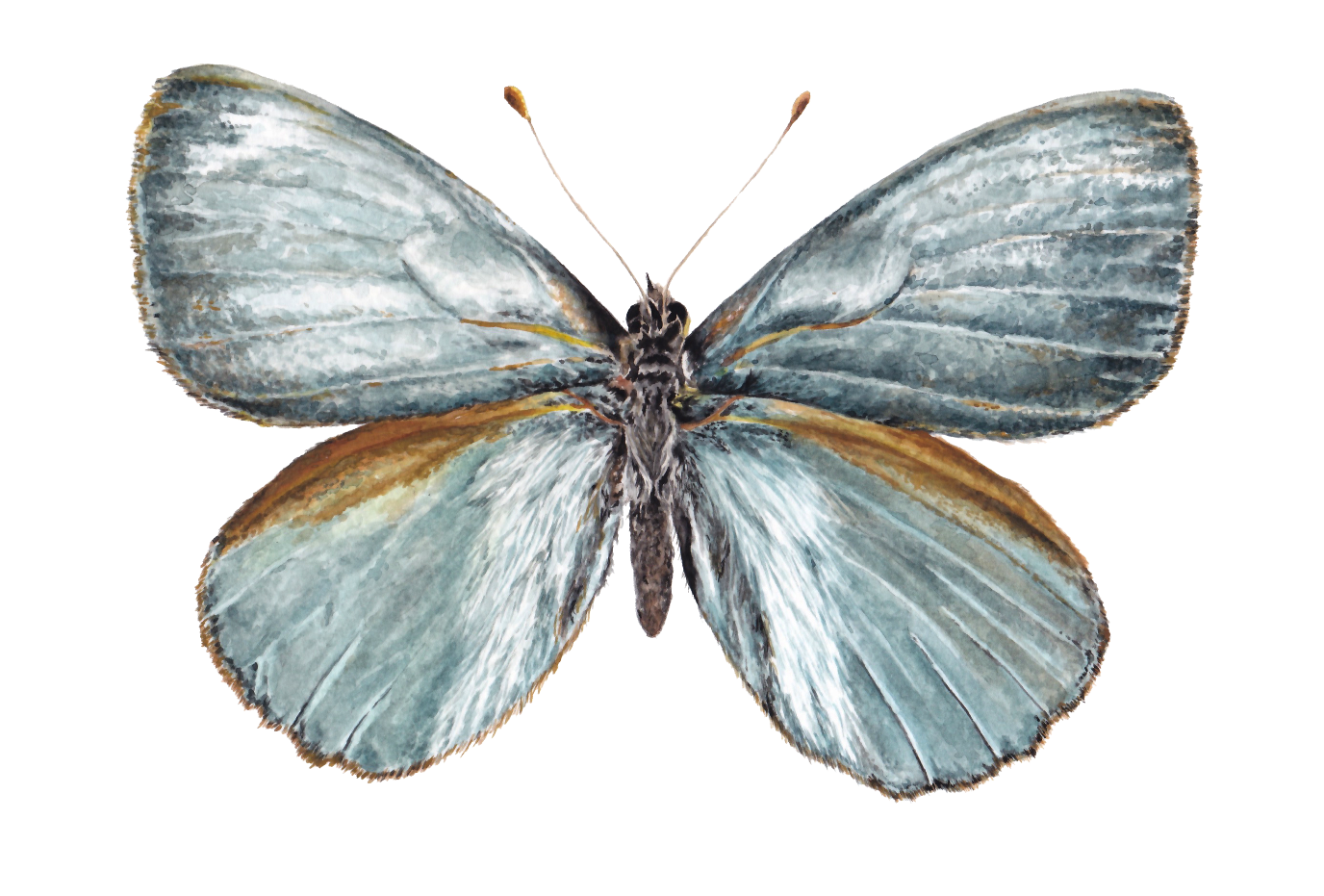 Mariposa plateada