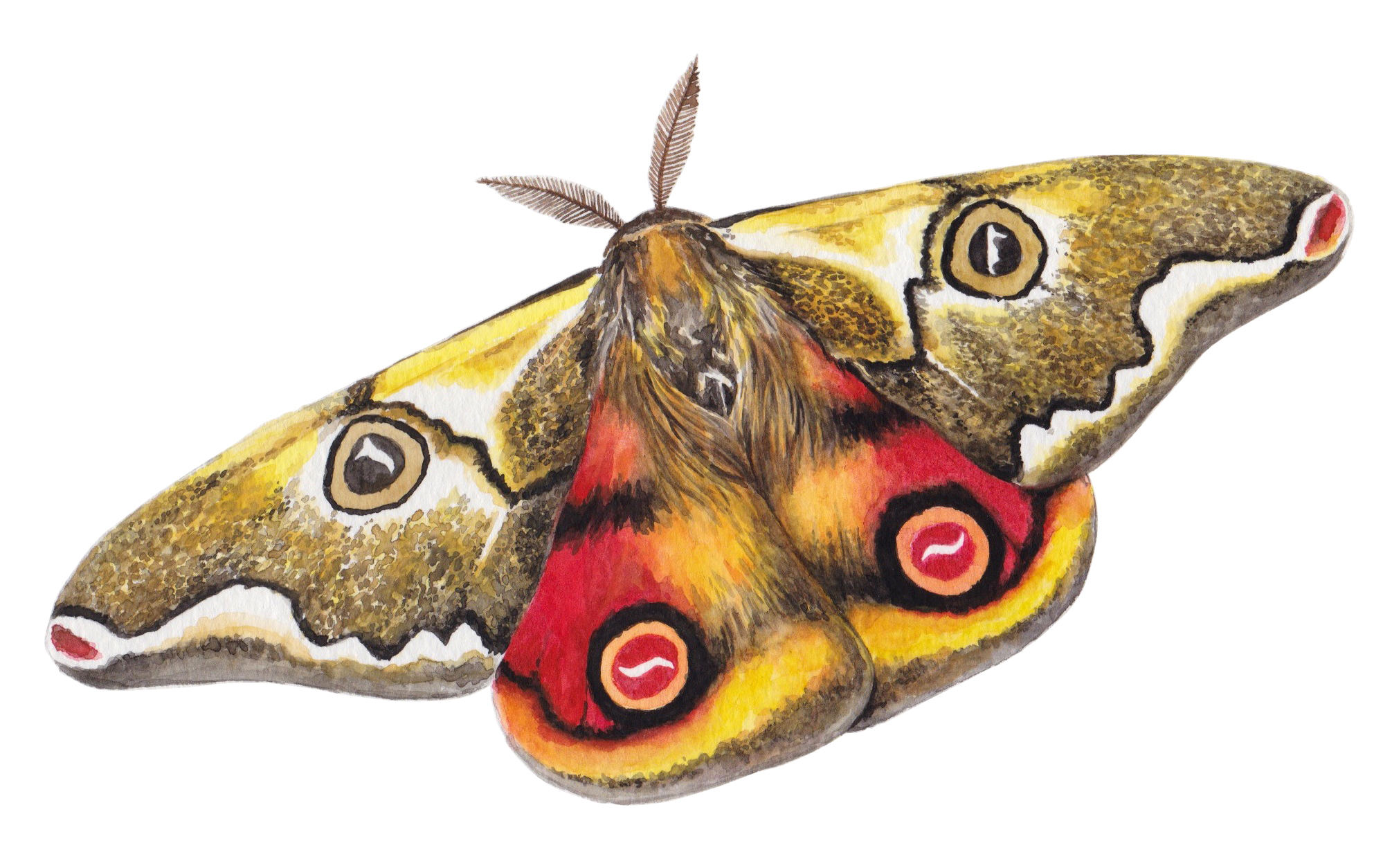 Mariposa de cuatro ojos