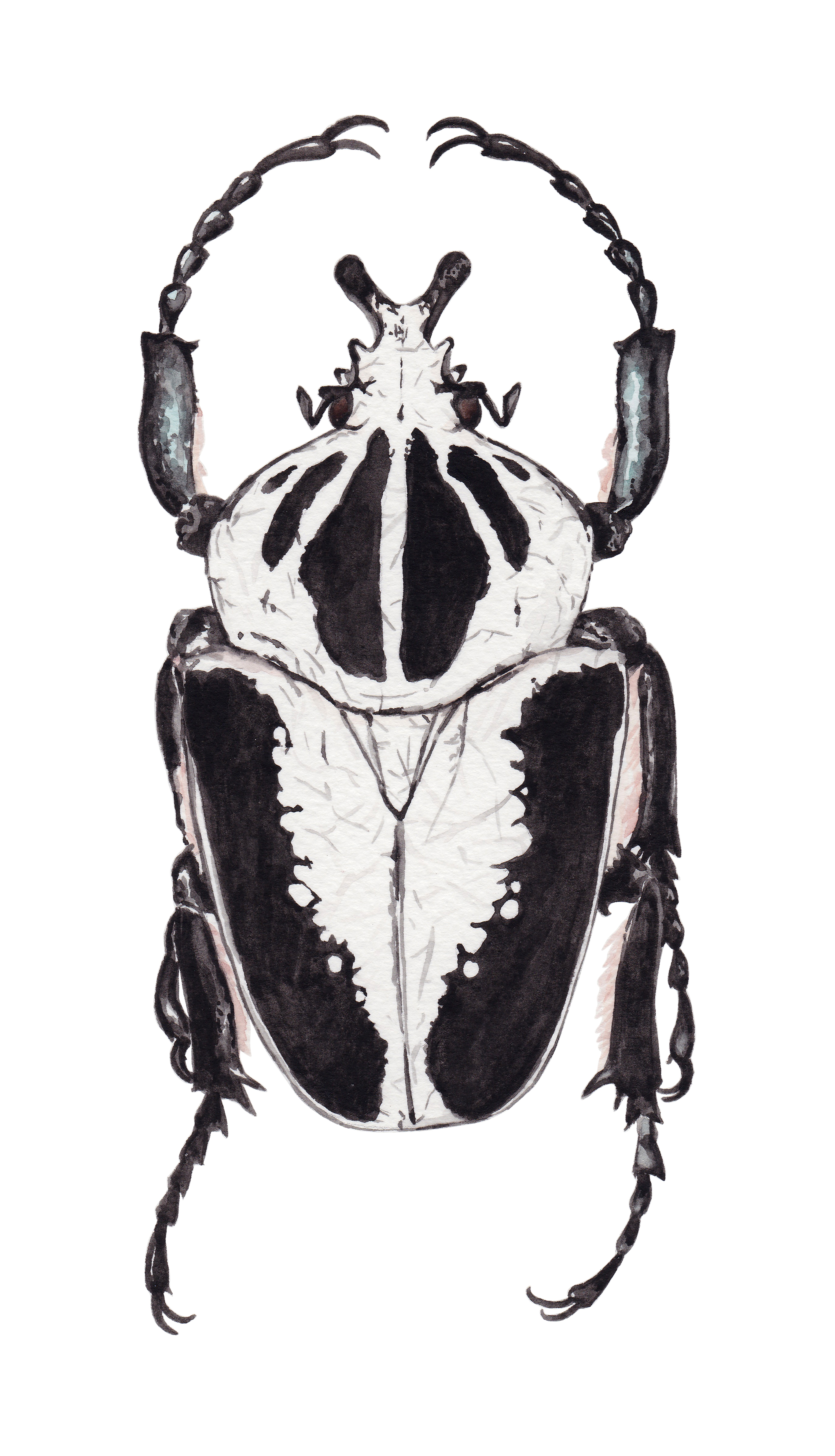 Escarabajo goliath Goliathus Regius