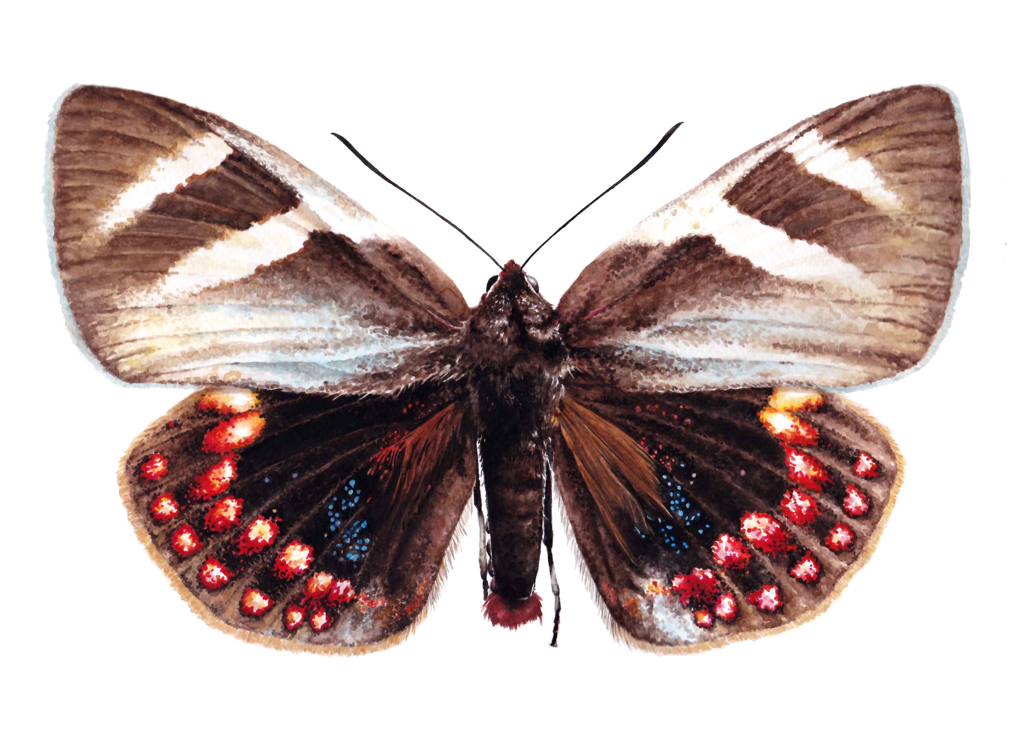 Mariposa del chagual