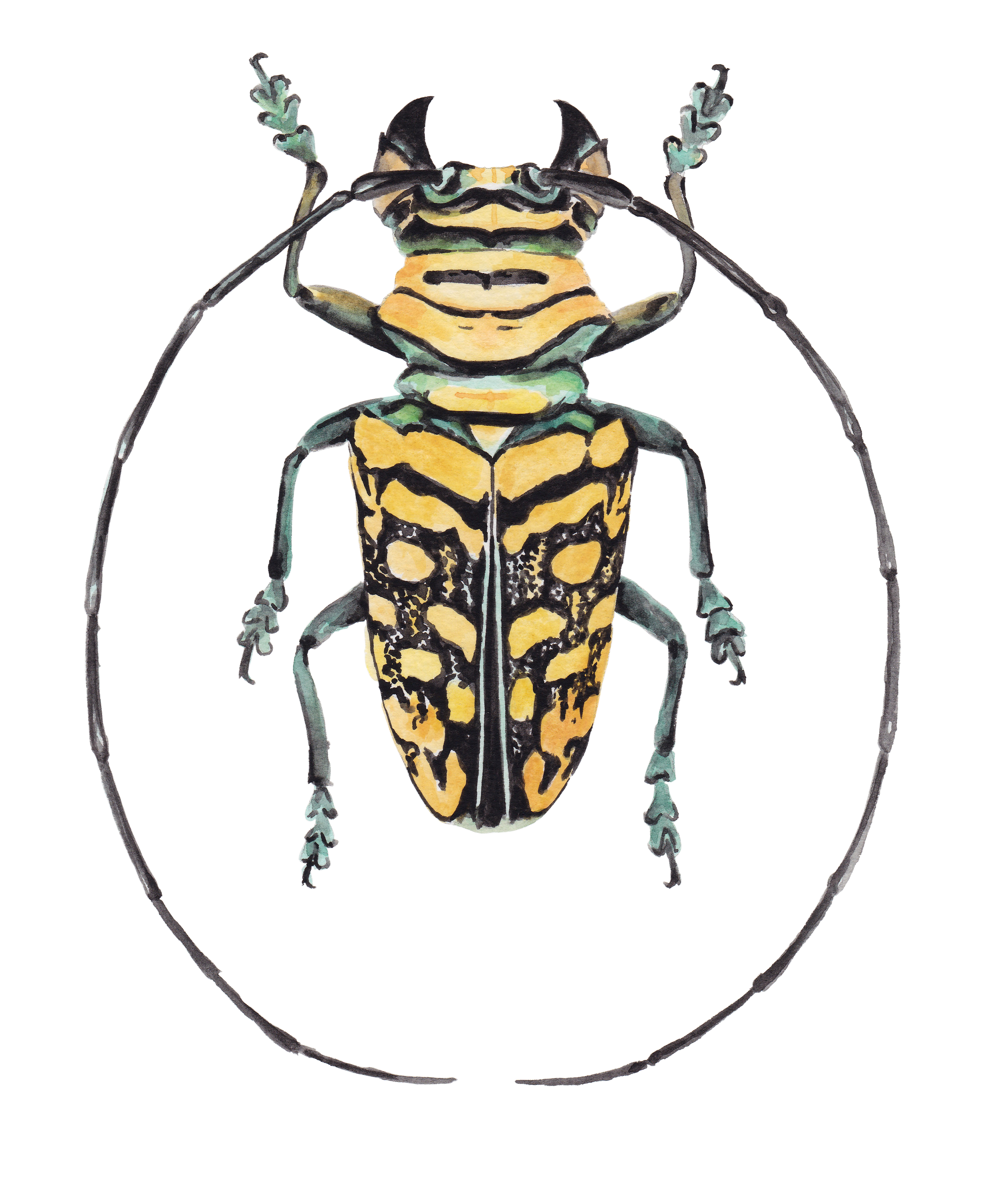 Sternotomis Strandi