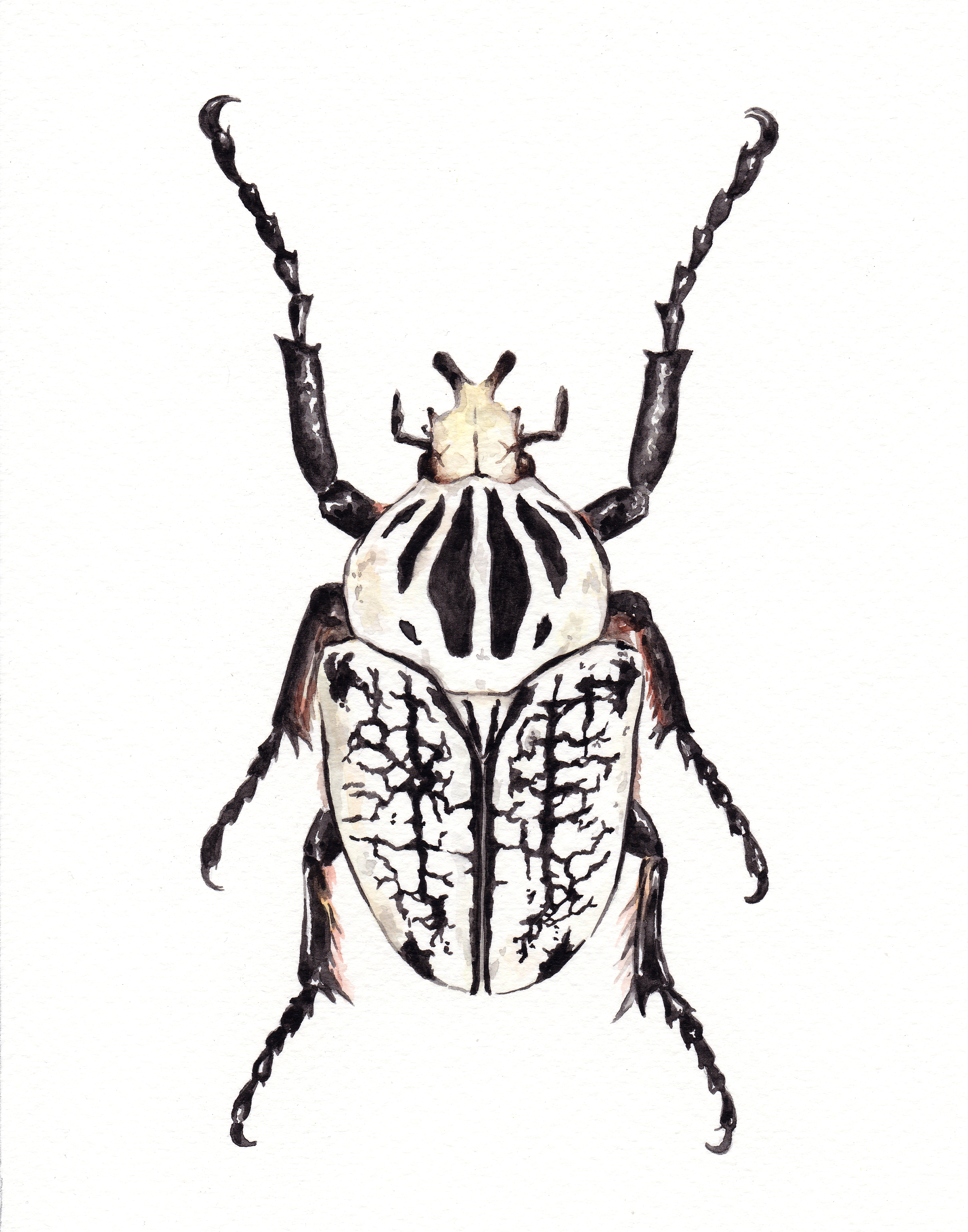 Escarabajo Goliat