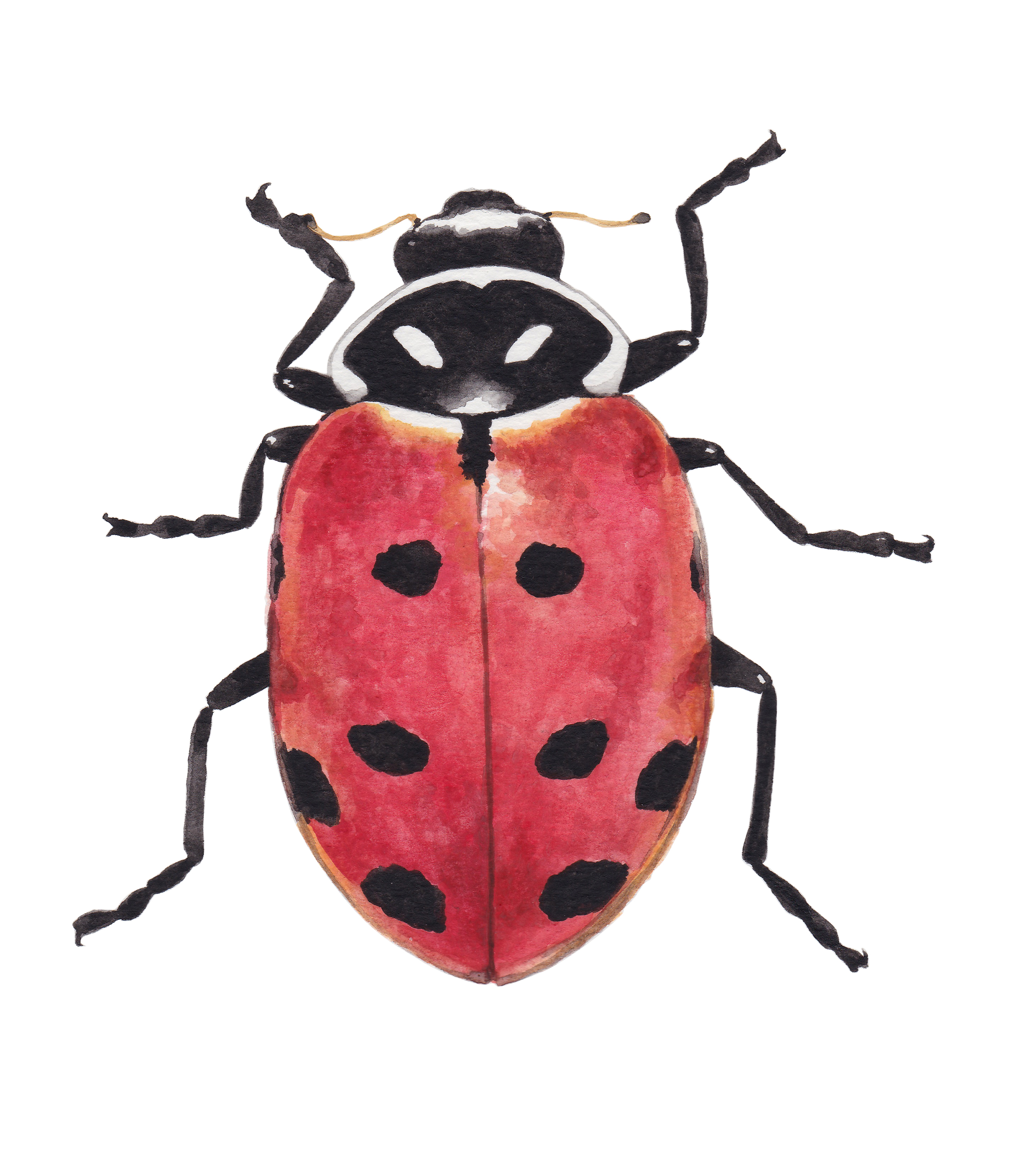 Coccinellinae