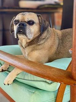 senior pet care