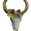 Miniatura: Testa di bufalo
