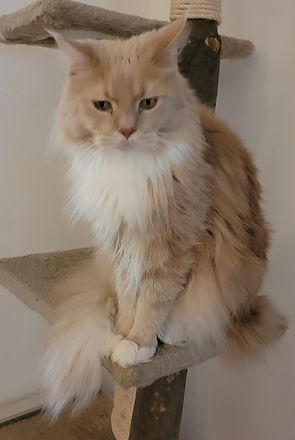 Kater Perseus mit Mähne