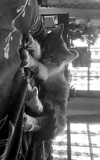 IMG_1763_edited.jpg