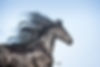 StunningSteedsPhoto-8499.jpg