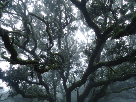 oak canopy