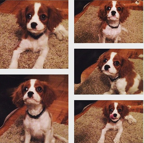 barkley 2.jpg