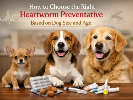How to Choose the Right Heartworm Preventative Based on Dog Size and Age