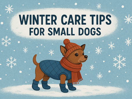 Winter Care Tips for Small Dogs