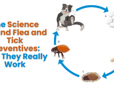 The Science Behind Flea and Tick Preventives: How They Really Work