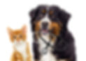 犬・猫