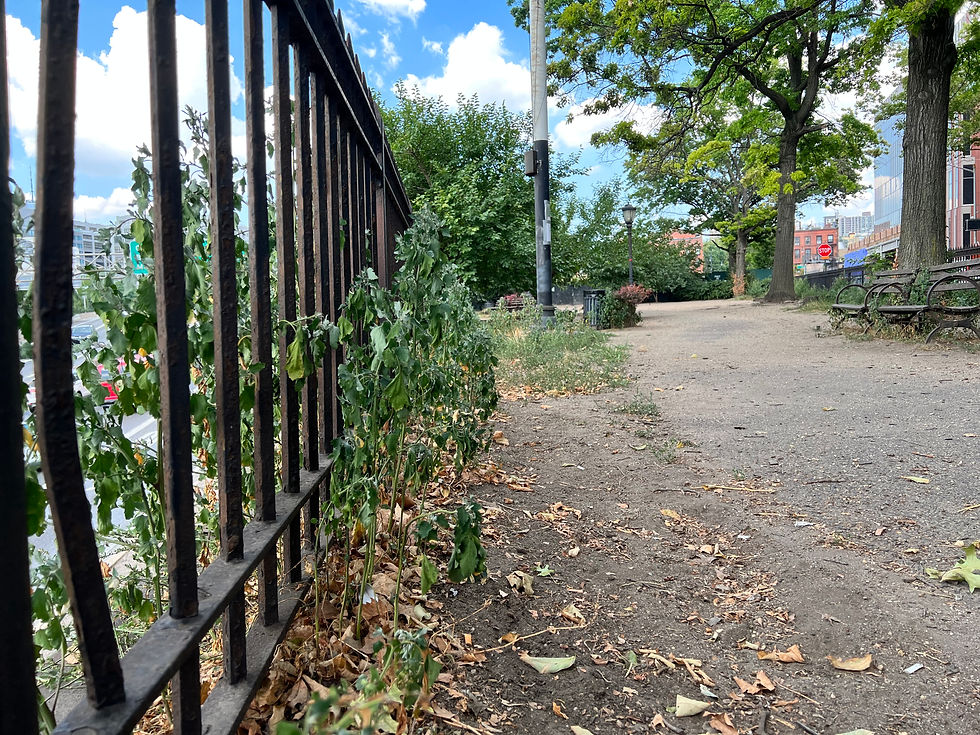 Weeding - Saturday 7/30 @ 10am