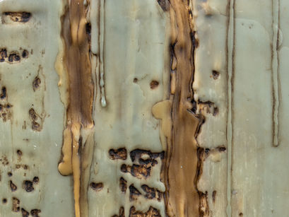 ARTIST GRANTS 2025. Garden inspirations, from root to sky