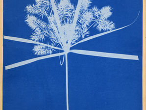 Blue prints: Anna Atkins’ Cyanotype Impressions