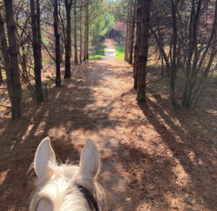 Tulip Trail Development at The West Woods