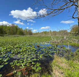 Rookery Land Purchase