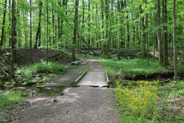 Swine Creek trail bridge