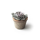 Succulent