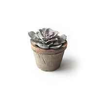Succulent    