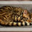 Thumbnail: Toyger kittens, 2 left, ready for new homes to share love and cuddles! 