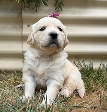 Male (No Collar).jpg