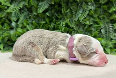 5. Lilac Tri Female (Light Purple Collar).jpg