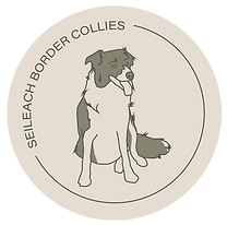 Seileach Logos 2024-01 (2).png