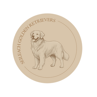 Seileach Logos 2025_GOLDEN - LOGO.png
