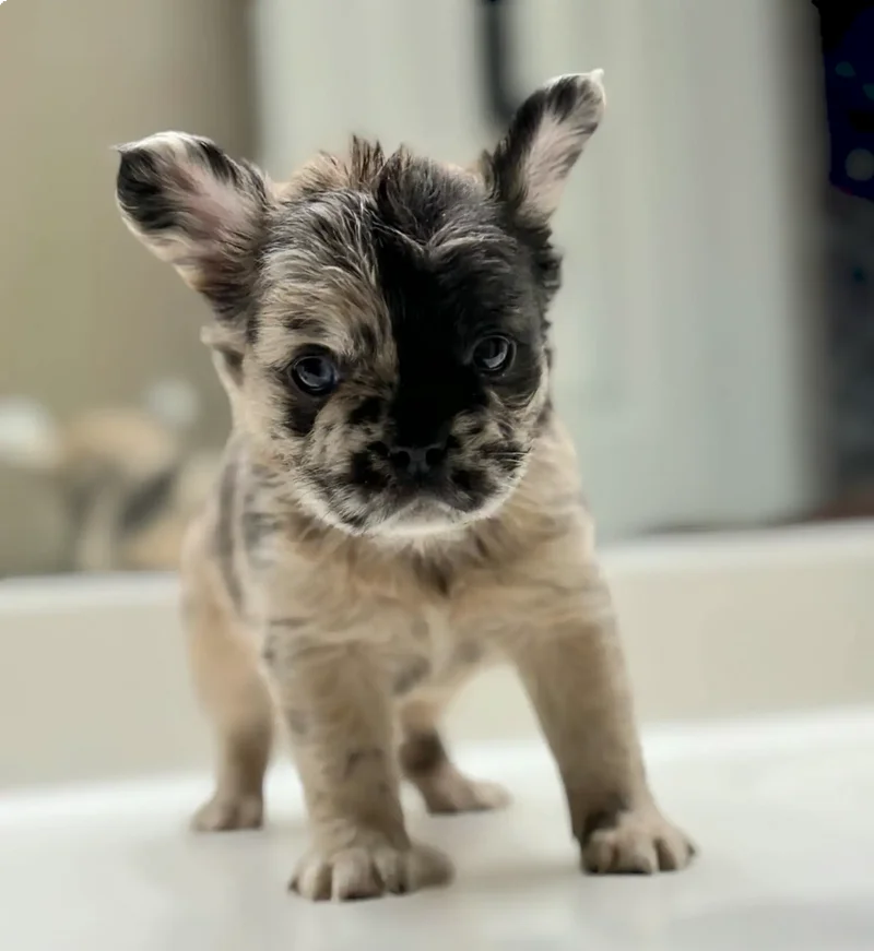 fluffy french bulldog puppy