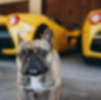 french bulldog san diego