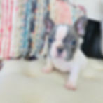 french bulldog texas