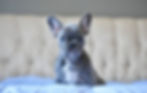french bulldog puppies rochester new york